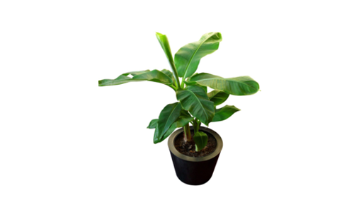 Entreprise négoce fleurs tropicales à vendre,, Vente fond de commerce, Vente portail web, cession site internet spécialisé
