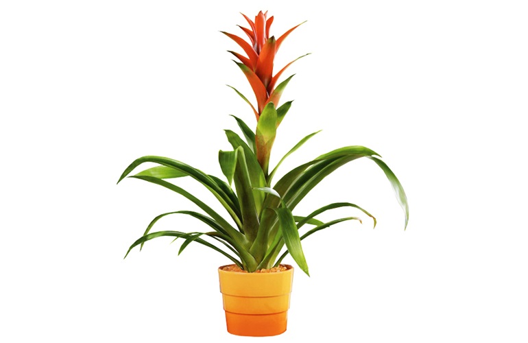 Entreprise négoce fleurs tropicales à vendre,, Vente fond de commerce, Vente fonds de commerce, cession entreprise en difficulté, Vendre fonds de commerce, vendre Boulangerie, vente fond de commerce restaurant, estimation fond de commerce, cession entreprise individuelle, cession affaire , entreprise a reprendre, comment évaluer une entreprise, cession clientèle, cession entreprise, evaluation parts sociales sarl, pme a vendre, evaluer une entreprise, valorisation entreprise, vendre sa société, entreprise a vendre, comment evaluer une entreprise, vendre son entreprise, comment vendre son entreprise, valeur fonds de commerce, évaluation entreprise, evaluation entreprise, vente societe, Pharmacie à vendre, vente entreprise, evaluer entreprise, vendre son commerce, Valeur d'une entreprise, vente de societe, valorisation société, valeur entreprise, vendre restaurant, estimer un fonds de commerce, estimer une entreprise, évaluer une entreprise, evaluation fonds de commerce, Trésorerie et cession d'entreprise, évaluation fonds de commerce, vendre son entreprise, Reprendre une entreprise, entreprise à céder cause retraite, cession entreprise, achat entreprise, acheter fond de commerce, acheter fonds de commerce, acheter une entreprise, commerce à reprendre, commerce a reprendre, entreprise a ceder, entreprise a reprendre, entreprise à reprendre, fonds de commerce à vendre, pme a vendre, rachat de fond de commerce, rachat de fonds de commerce, rachat de société, rachat entreprise, rachat societe, racheter un fond de commerce, racheter une entreprise, reprendre entreprise, reprendre un fond de commerce, reprendre un fonds de commerce, reprise de societe, reprise de société, reprise entreprise, reprise entreprise en liquidation, reprise fond de commerce, reprise fonds de commerce, reprise pme, societe a reprendre, societe à reprendre, societe a vendre, societe à vendre, cession low cost, cabinet low cost, intermédiaire low cost
